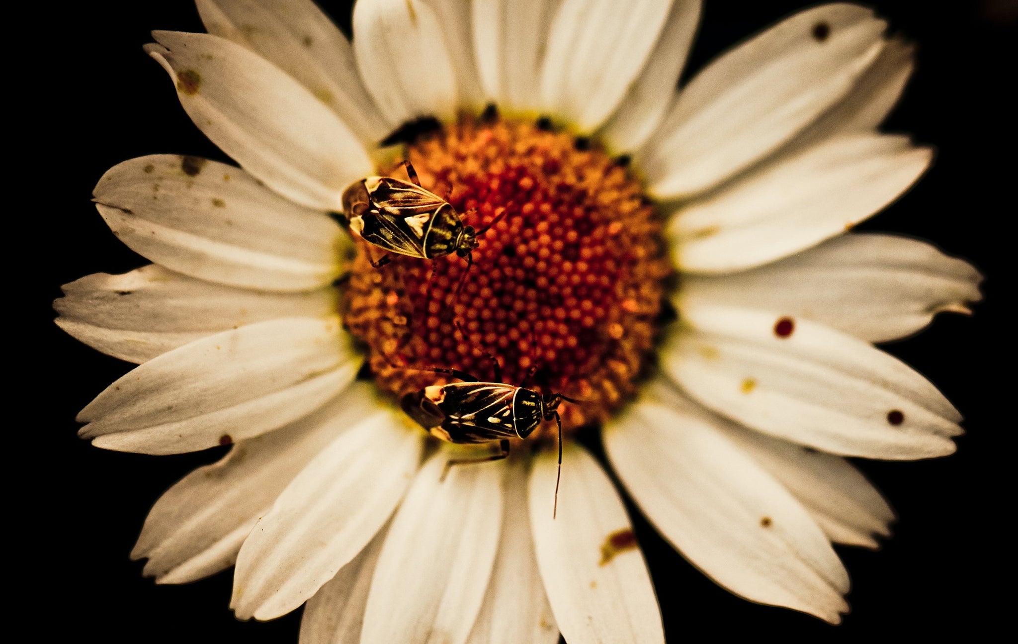 Bee The Change You Want To See: 6 Ways To Help This World Bee Day
