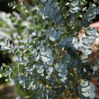 Helichrysum microphyllum SILVER MIST, LICORICE PLANT – Ferri Seeds