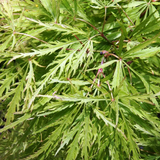 LACE-LEAF JAPANESE MAPLE Acer palmatum matsumurae dissectum