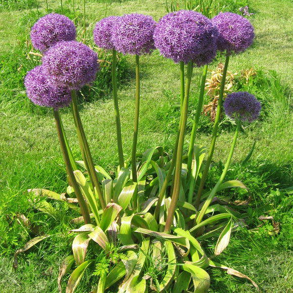 persian blue allium