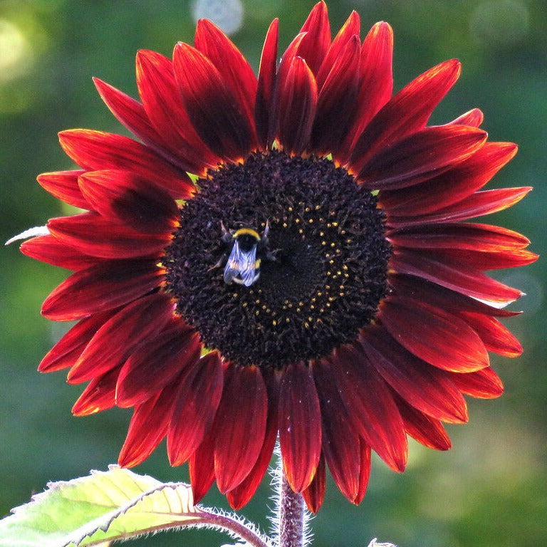 RED RUBY SUNFLOWER Helianthus – Ferri Seeds