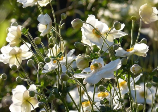 MIX JAPANESE ANEMONE Hupehensis – Ferri Seeds