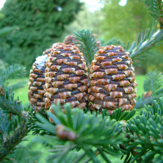 ABIES koreana 'Blue Emperor' - Korean fir