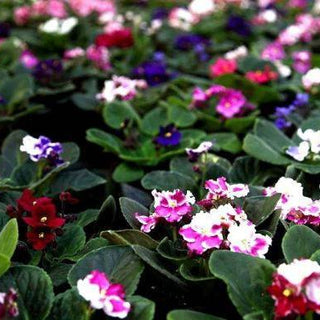 21+ Trailing African Violets Plants