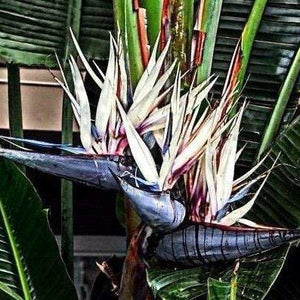 WHITE BIRD Of PARADISE Strelitzia nicolai – Ferri Seeds