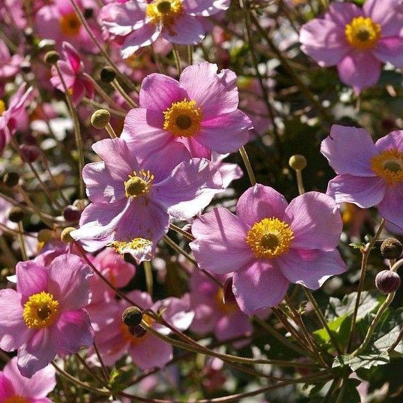 PINK JAPANESE ANEMONE Anemone hupehensis – Ferri Seeds