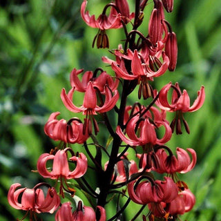 Convallaris majalis Rosea  Pink Lily-of-the-Valley Plant for sale at  Jackson