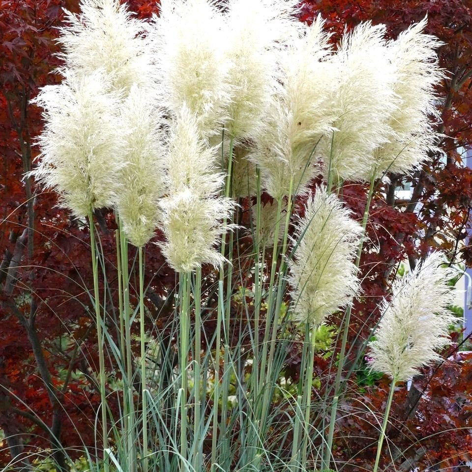 DOUBLE BABY'S BREATH Gypsophila paniculata – Ferri Seeds