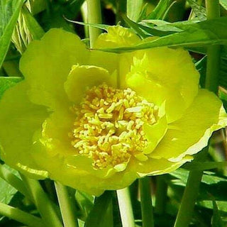 Banatica Rose Peony 4 Seeds - Paeonia - Perennial