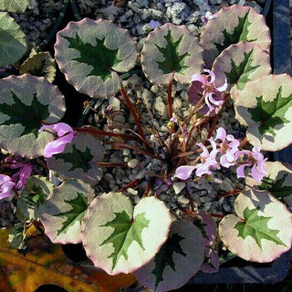 Cyclamen hederifolium Silver Streamers