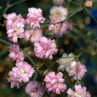 Baby's Breath Lady Lace - Gypsophila Seeds