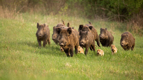 Wild boar in a herd running across a field with piglets