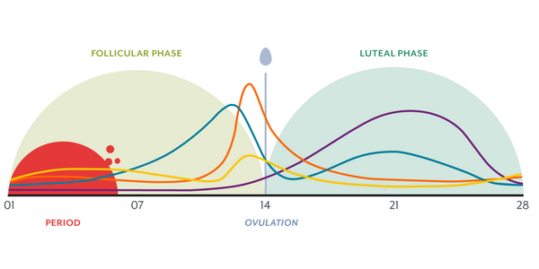 follicular phase, first phase of the menstrual cycle, menstruation.