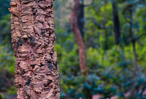 Cork Oak Tree