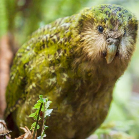 Kakapo Parrot Wallet