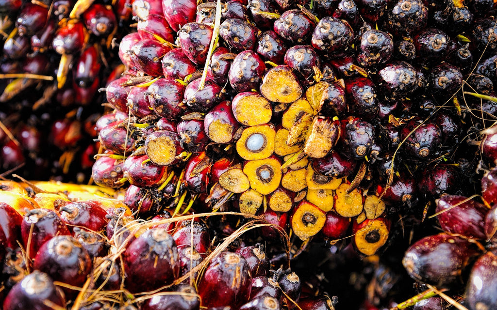 Oil Palm Fruit cut to show the interior of the fruit and seed for a Bhu Foods blog about health benefits of sustainably sourced red palm oil