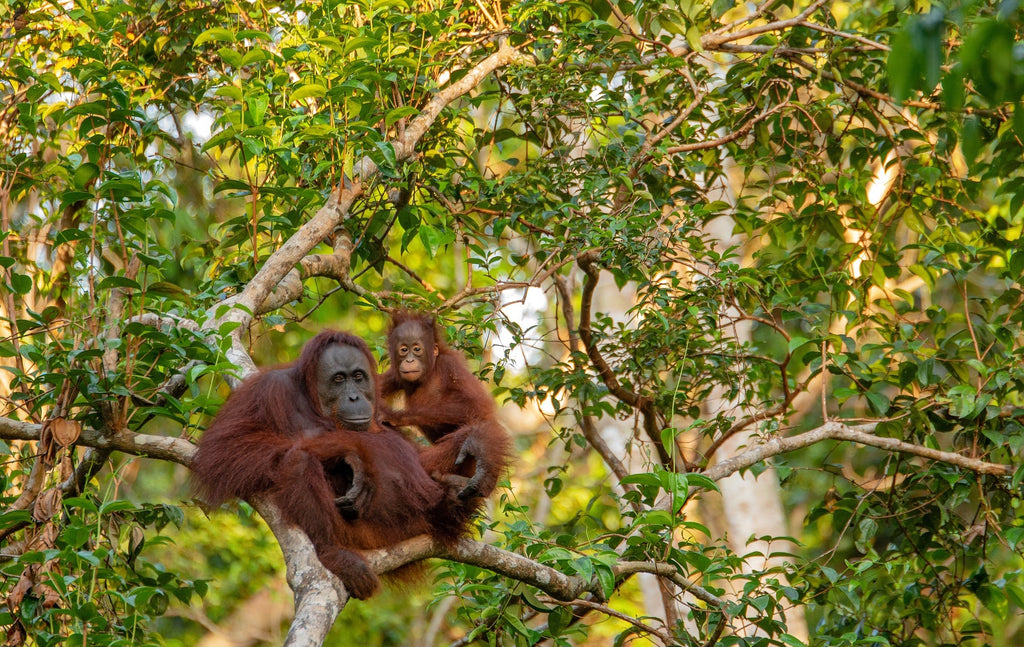 A mother and baby orangutan in a tree. Orangutans are endangered due to habitat loss due to deforestation, largely driven by unsustainable palm oil sourcing. Bhu Foods only uses certified sustainable red palm oil.