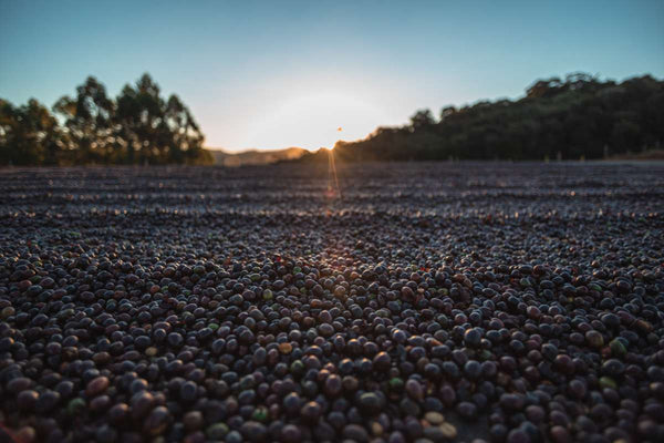 Coffee cherries are drying in the sun.  We often forget the coffee we drink originates as a fruit, that grows on trees.  Organic coffee, like other organic produce, is grown without the use of toxic chemicals, resulting in cleaner beans, land and water, which is better for you, farmers, and our planet. 