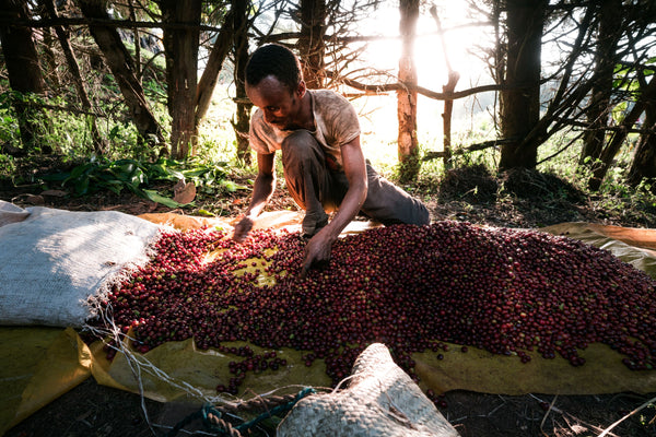 A coffee worker sort cherries on an organic coffee farm in Ethiopia.  The Kayon Mountain Farm, in the Guji zone of Ethiopia, prioritizes organic farm practices where coffee is grown under protective shade trees, as nature intended it to be. 