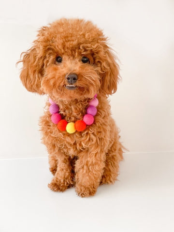 pom pom dog collar