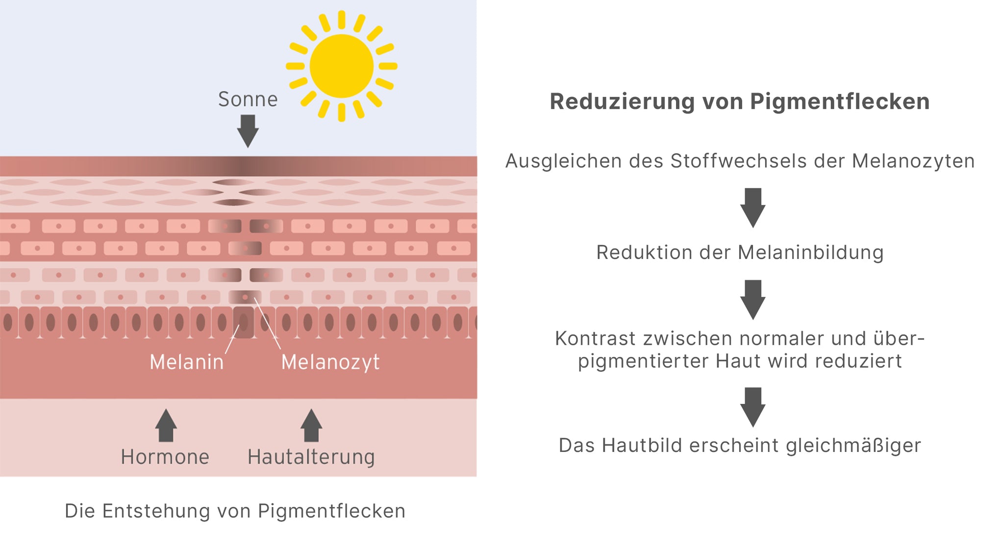 Infografik zum Wirkmechanismus gegen Pigmentflecken.