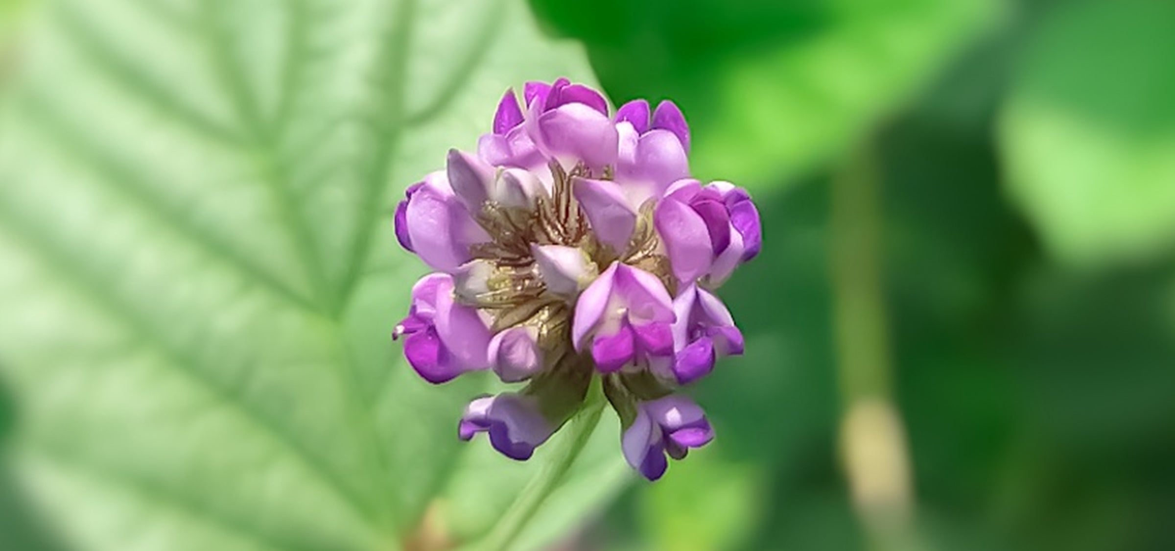 Babchi-Pflanze mit Blüte