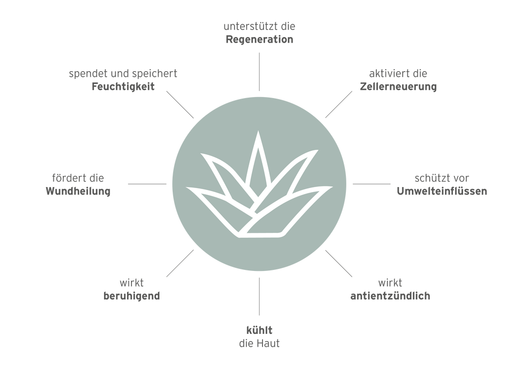 Infografik zu den Eigenschaften der Aloe Vera. 