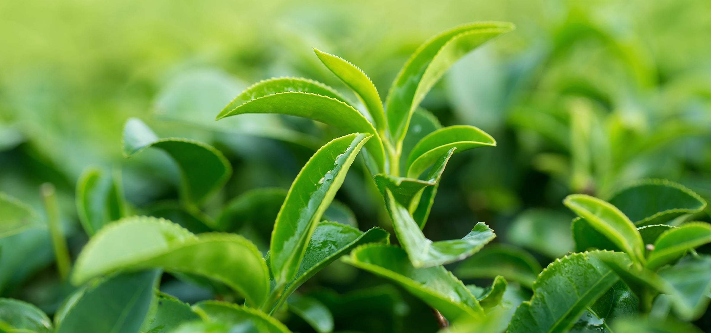 Grüne Tee Pflanzen