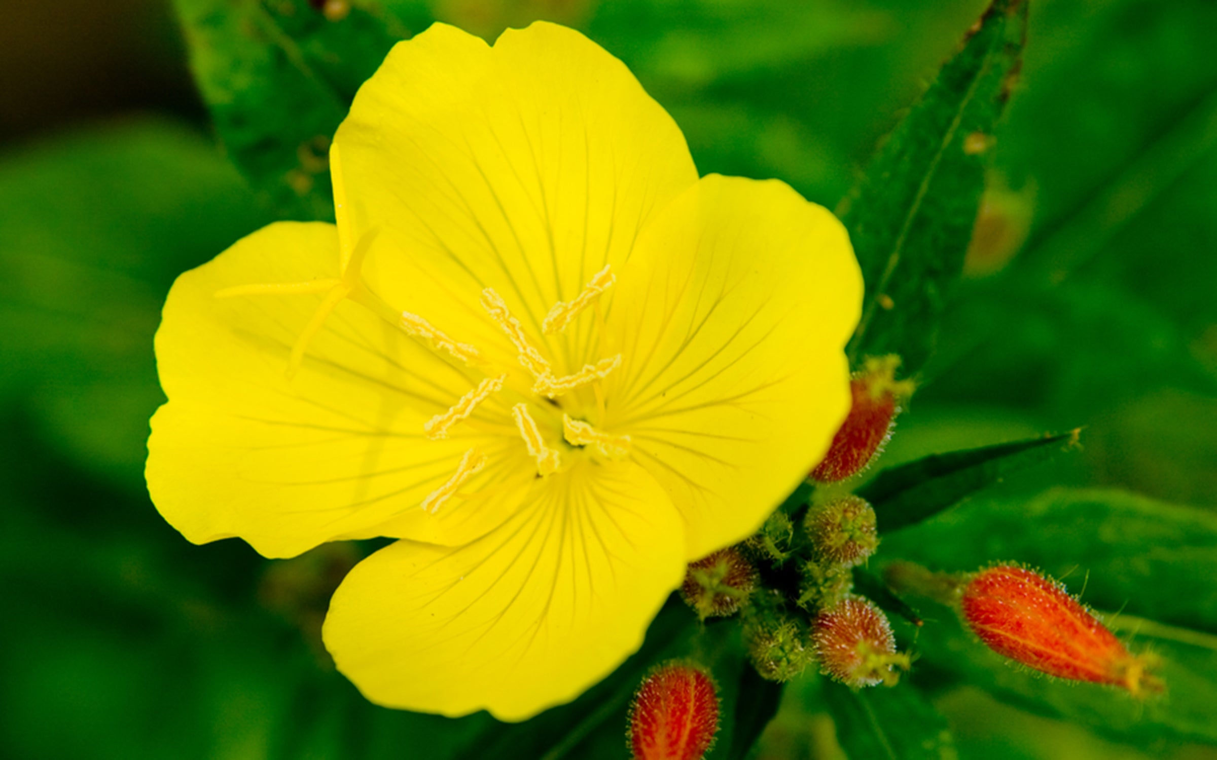 Nachtkerzenblüte