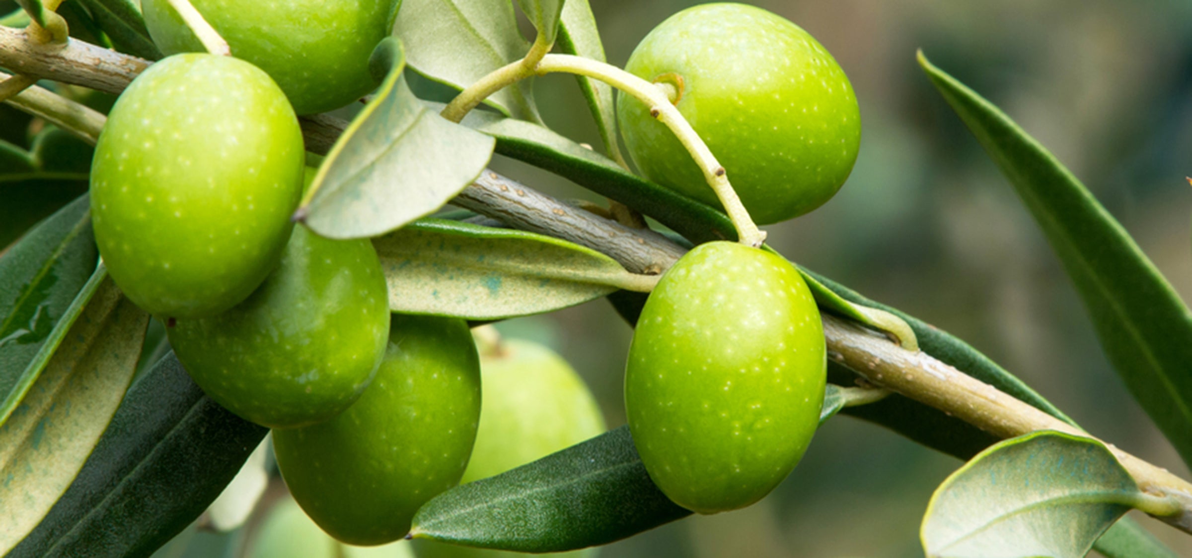 Oliven am Baum hängend