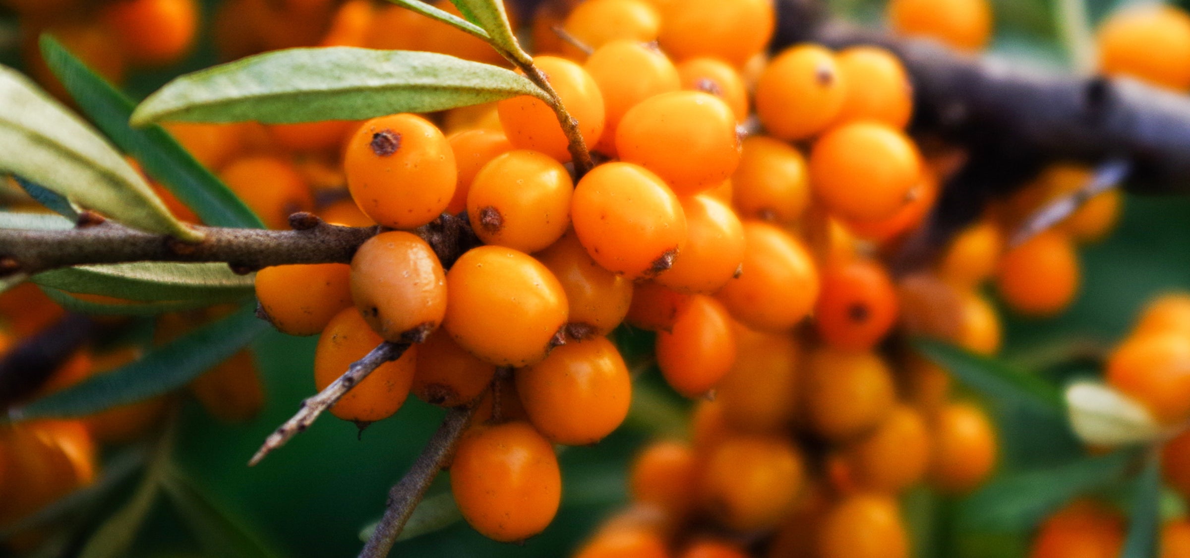 Sanddornbeeren am Strauch