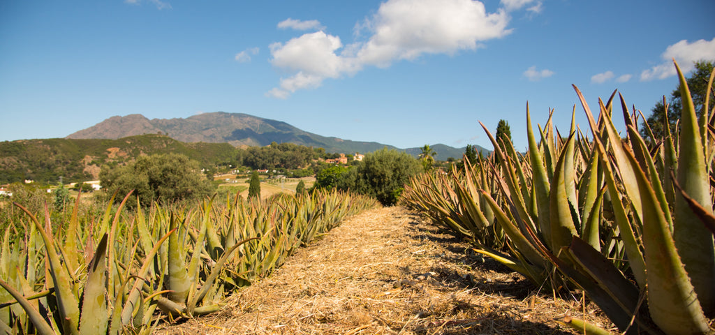 Die Aloe Vera Felder von Santaverde in Andalusien.