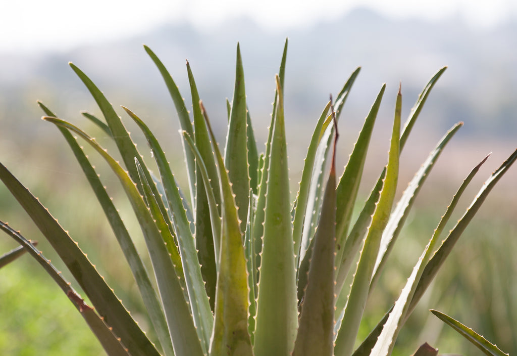 Aloe Vera Pflanze