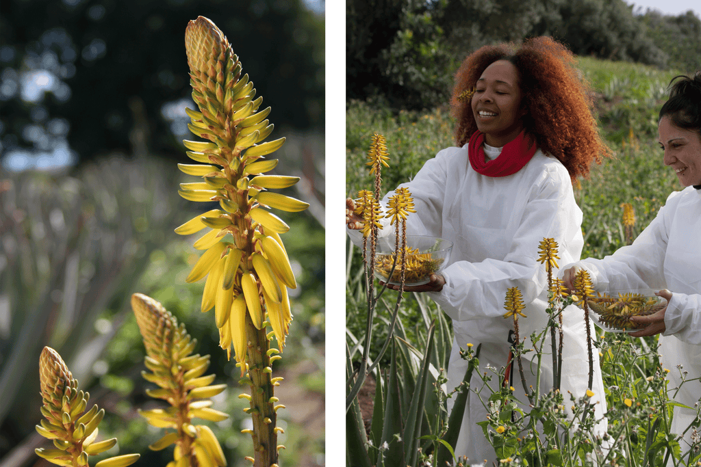 Ernte der Aloe Vera Blüten.