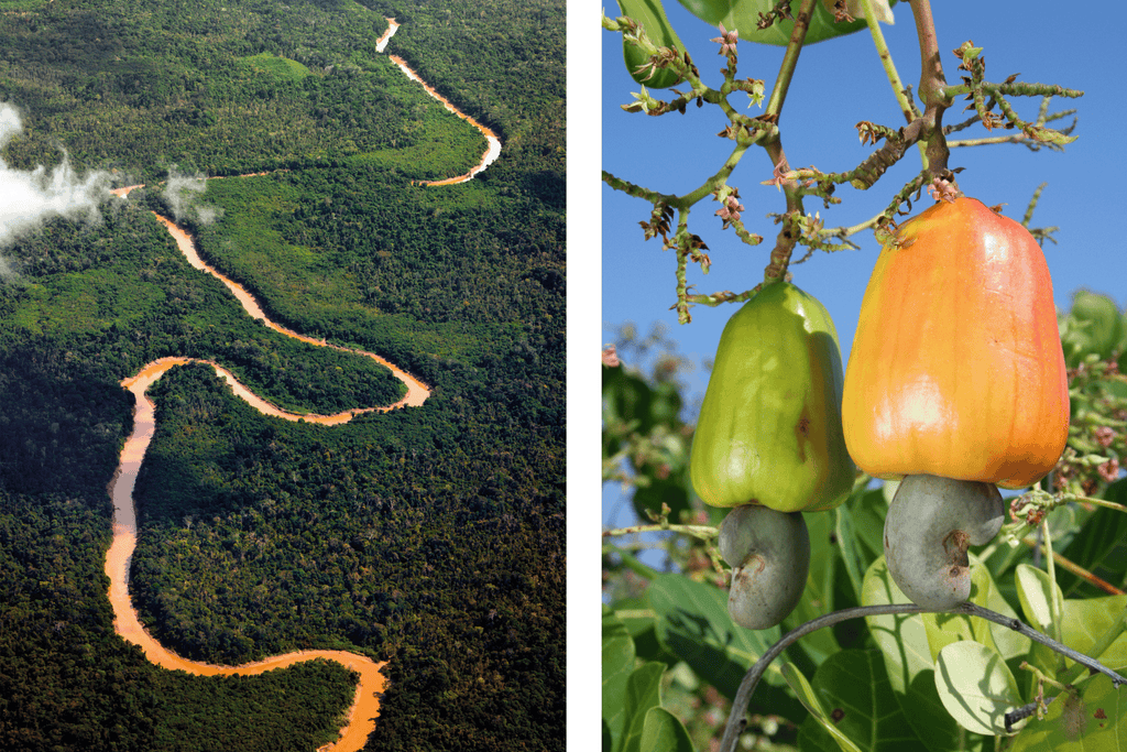 Der Rio-Xingu in Brasilien und Cashew-Früchte am Baum.
