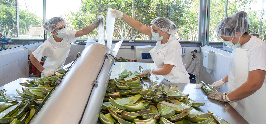 Produktionsmitarbeiterinnen beim Filetieren der Aloe Vera Blätter im Laboratorio auf der Santaverde Finca.  