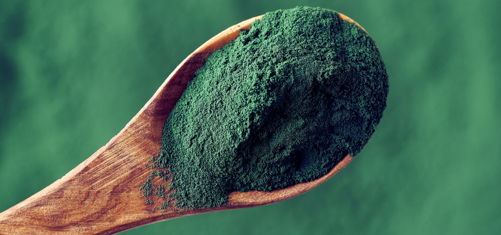 Pulver mit Spirulinaextrakt auf einem Holzlöffel.  