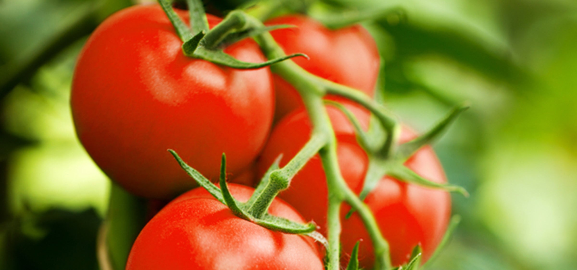 Tomaten am Strauch