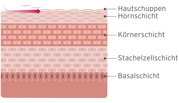 Infografik zur Wirkweise von Enzympeelings mit den verschiedenen Hautschichten beim Hauterneuerungsprozess.