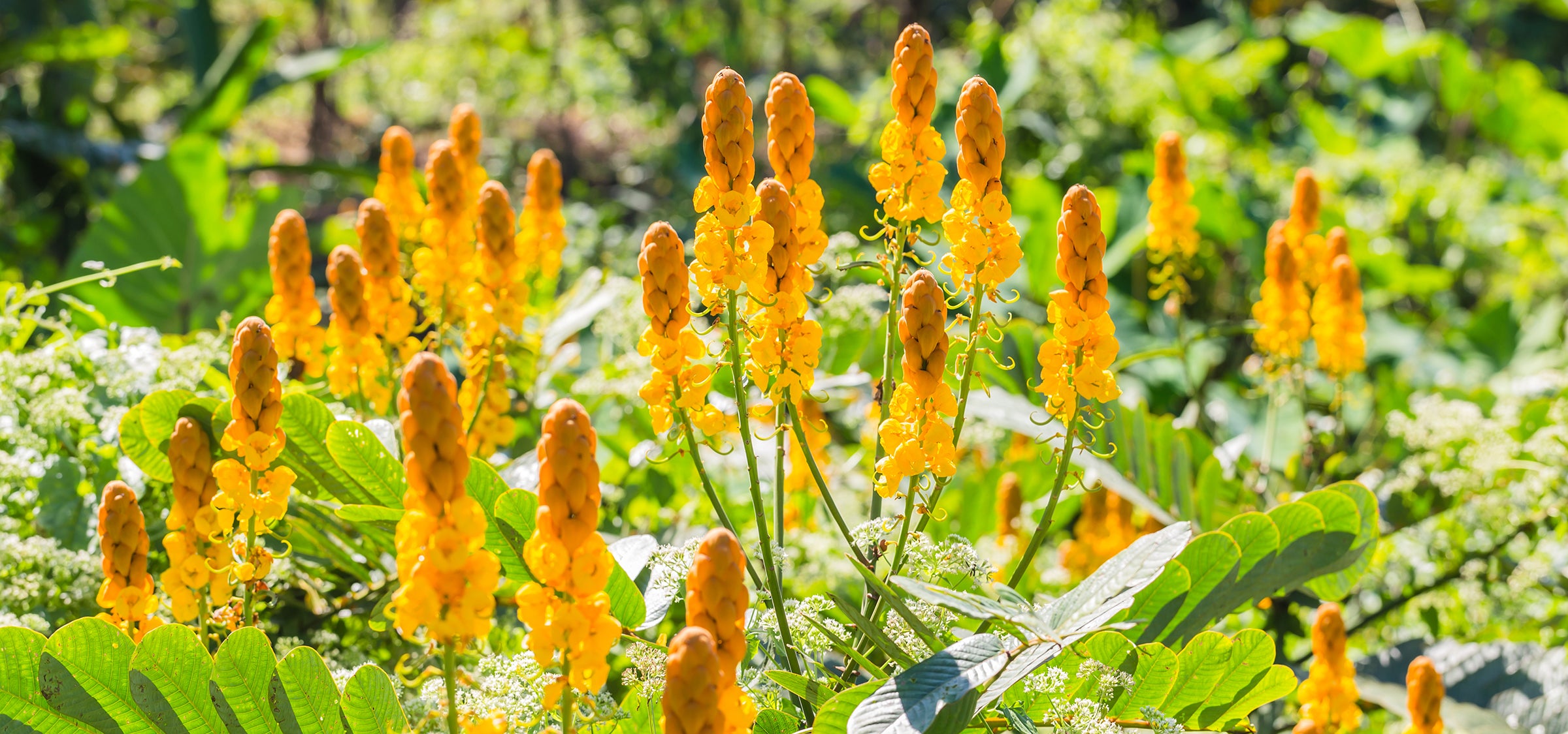 Cassia Alata Blüten