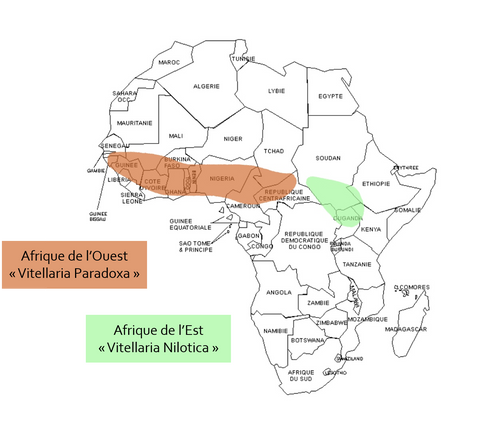 Répartition géographique de la production de beurre de karité en Afrique