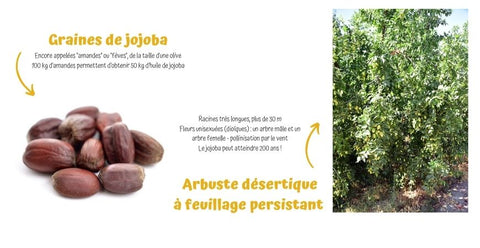 Graines de jojoba et arbres de jojoba