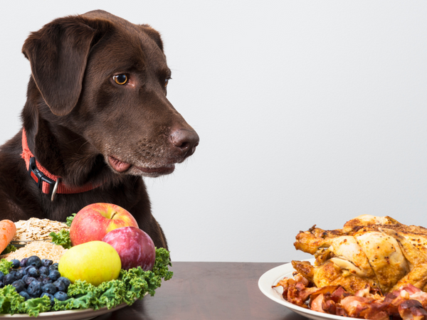 Dog sitting in front of fruit and vegetables but looking over at chicken