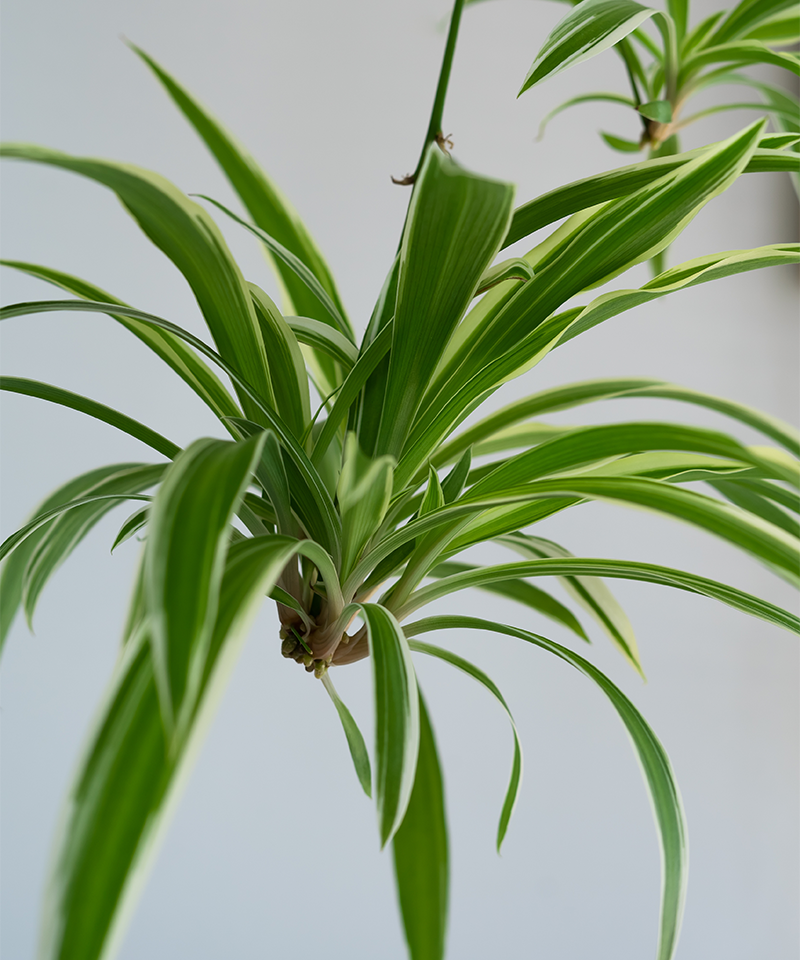 Close-up of baby spider plants