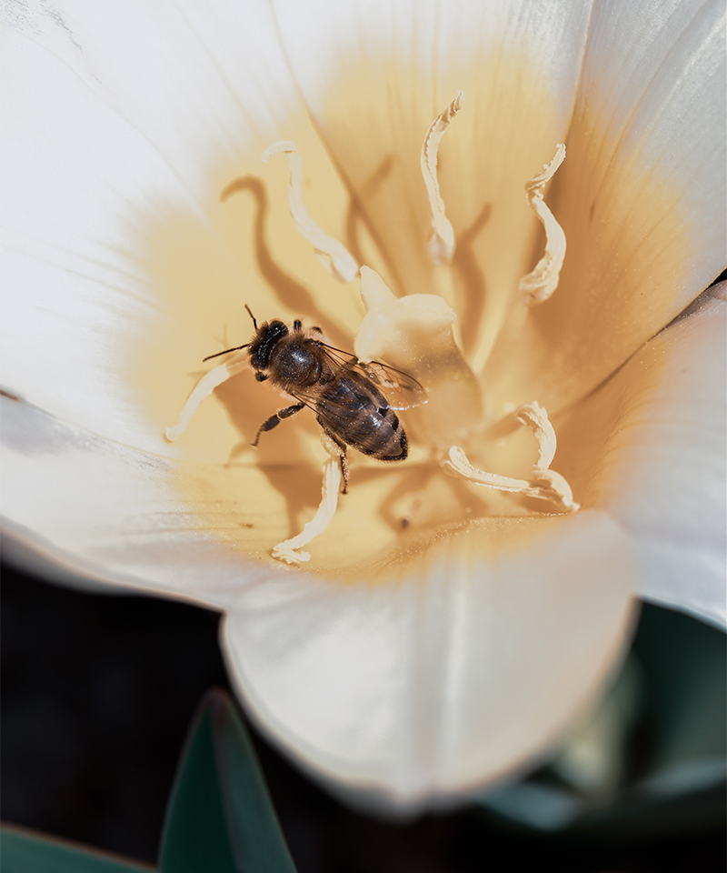 Close-up of bee in white flower