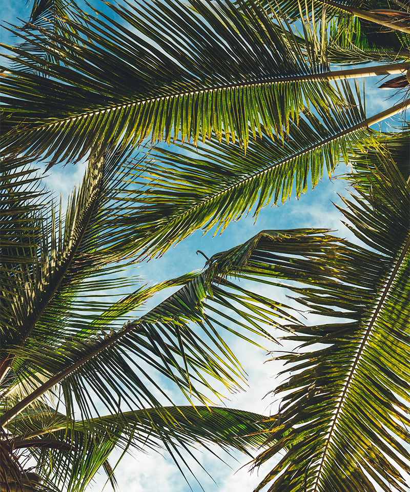 Close-up of palm leaves and blue sky