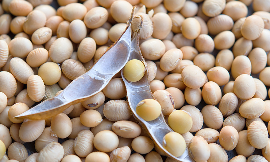 Close-up of soybeans and opened soybean pod