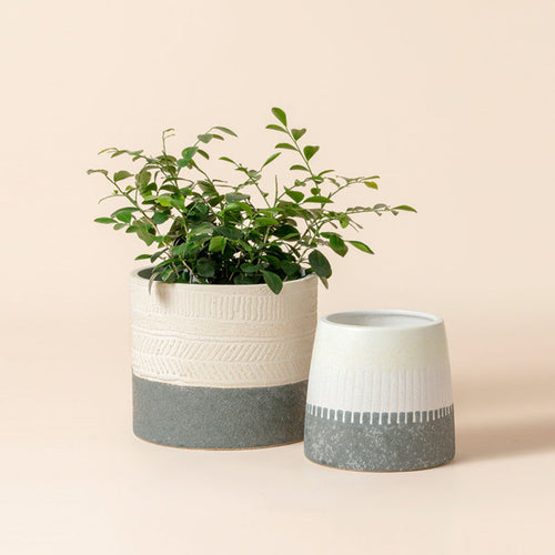 AREAWARE Porcelain & Terracotta Planter, 2 Sizes, 2 Colors, Glazed &  Unglazed on Food52