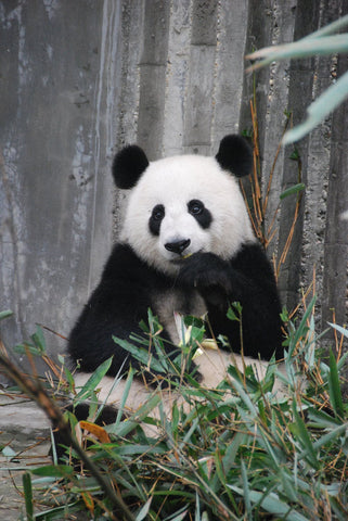 panda friendly bamboo bedding