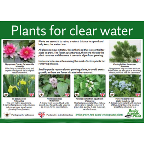 clearwater plants - browse